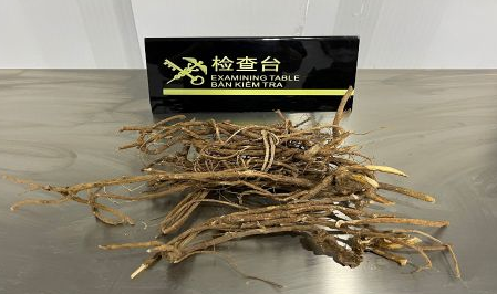 「濒危植物进出口」这种长得很像“树根”的,其实是野生濒危植物(图1)